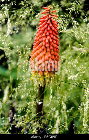 Kniphofia uvaria Nobilis , Red Hot Poker, Torch Lily, asphodelaceae, liliaceae, Deschampsia cespitosa Goldtau, Stock Photo