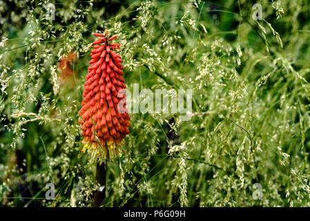 Kniphofia uvaria Nobilis , Red Hot Poker, Torch Lily, asphodelaceae, liliaceae, Deschampsia cespitosa Goldtau, Tufted Hairgrass.Cottage garden border. Stock Photo