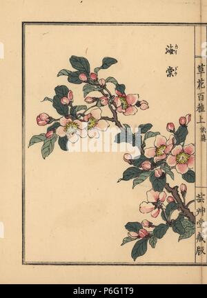 Hall crab apple, Malus halliana, blossom and leaves. Handcoloured woodblock print by Kono Bairei from Kusa Bana Hyakushu (One Hundred Varieties of Flowers), Tokyo, Yamada, 1901. Stock Photo