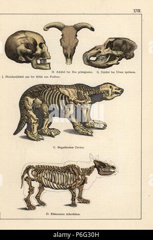 Fossil skulls and skeletons: man from Furfoos cave, auroch Bos primigenius, cave bear Ursus spelaeus, giant sloth Megatherium cuvieri and woolly rhinoceros, Coelodonta antiquitatis (Rhinoceros tichorhinus). Chromolithograph from Dr. Fr. Rolle's 'Geology and Paleontology' section in Gotthilf Heinrich von Schubert's 'Naturgeschichte,' Schreiber, Munich, 1886. Stock Photo