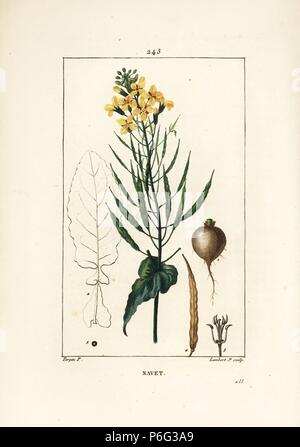 brassière la redoute