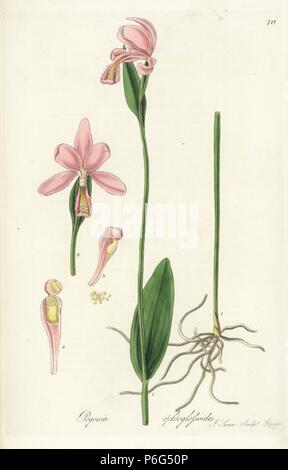 Snake mouth orchid or adder's tongue pogonia, Pogonia ophioglossoides. Handcoloured copperplate engraving by J. Swan after a botanical illustration by William Jackson Hooker from his own 'Exotic Flora,' Blackwood, Edinburgh, 1823. Hooker (1785-1865) was an English botanist who specialized in orchids and ferns, and was director of the Royal Botanical Gardens at Kew from 1841. Stock Photo