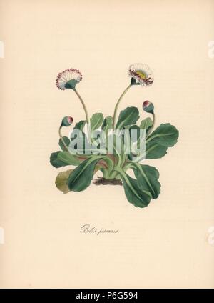 Common daisy, Bellis perennis. Handcoloured zincograph by C. Chabot drawn by Miss M. A. Burnett from her 'Plantae Utiliores: or Illustrations of Useful Plants,' Whittaker, London, 1842. Miss Burnett drew the botanical illustrations, but the text was chiefly by her late brother, British botanist Gilbert Thomas Burnett (1800-1835). Stock Photo
