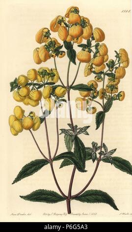 Calceolaria integrifolia (Sage-leaved slipper flower, Calceolaria rugosa). Handcoloured copperplate engraving by S. Watts after an illustration by Miss Drake from Sydenham Edwards' 'The Botanical Register,' London, Ridgway, 1833. Sarah Anne Drake (1803-1857) drew over 1,300 plates for the botanist John Lindley, including many orchids. Stock Photo