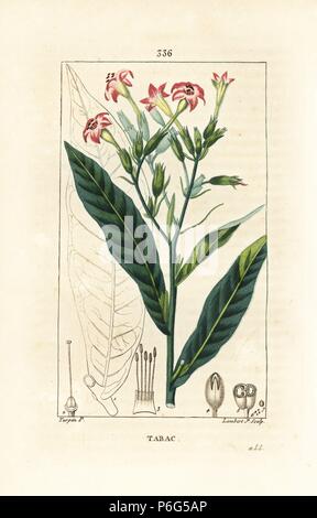 Tobacco, Nicotiana tabacum. Handcoloured stipple copperplate engraving by Lambert Junior from a drawing by Pierre Jean-Francois Turpin from Chaumeton, Poiret and Chamberet's 'La Flore Medicale,' Paris, Panckoucke, 1830. Turpin (17751840) was one of the three giants of French botanical art of the era alongside Pierre Joseph Redoute and Pancrace Bessa. Stock Photo