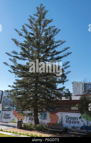The tall conical shape of a mature Norfolk Island Pine (Araucaria heterophylla) growing on a footpath in the inner Sydney suburb of Green Square Stock Photo