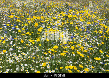 A beautiful wildflower meadow in summer at Bramshot Farm Country Park, Fleet, Hampshire, UK Stock Photo