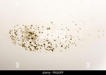 blackmold spores on a white wall caused by rain water leaks Stock Photo