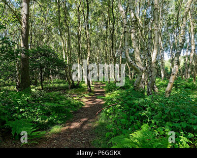 A narrow path at Budby Forest South, on the edge of Sherwood Forest leads through tall Silver Birch with ferns and brambles either side the path. Stock Photo