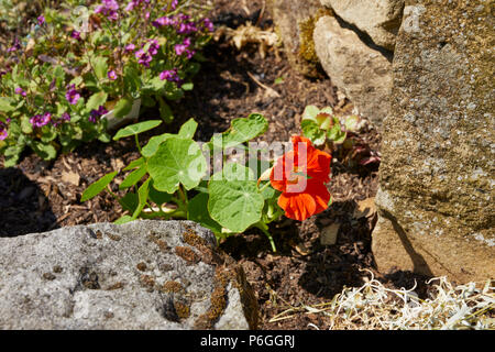 Tom Thumb Nasturtium flowering in bright sunlight on amateur garden at 900ft in Nidderdale Stock Photo