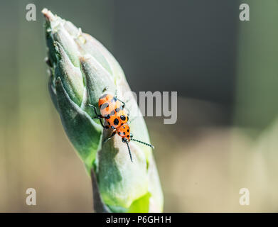 Spotted asparagus beetle on the asparagus sprout top.  The main pest of asparagus  crop. Stock Photo