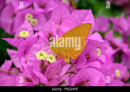 Apricot sulphur or Argante giant sulphur (Phoebis argante) butterfly feeds the nectar of purple bougainvillea or 'Santa Rita' ornamental vine flower Stock Photo