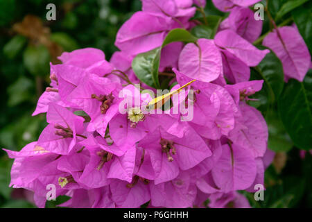 Apricot sulphur or Argante giant sulphur (Phoebis argante) butterfly feeds the nectar of purple bougainvillea or 'Santa Rita' ornamental vine flower Stock Photo