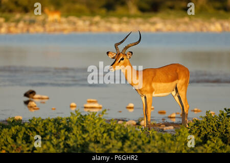 An impala antelope (Aepyceros melampus) at a waterhole, Etosha National Park, Namibia Stock Photo