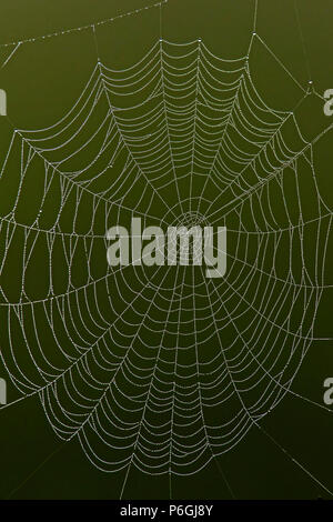 Spider's web covered in early morning dew, Cambridgeshire, England Stock Photo