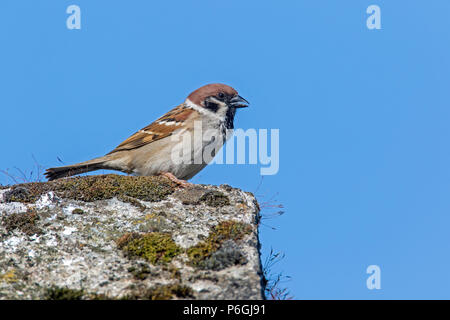 Singing male Eurasian Tree Sparrow (Passer montanus), Cumbria, England Stock Photo