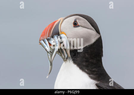 Adult Puffin (Fratercula arctica) with bill full of fish, Northumberland, England Stock Photo