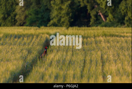 Common pheasant phasianus colchicus standing on a path in a wheat field Stock Photo