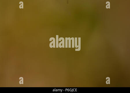 Olive color  blurred background Stock Photo