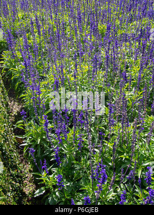 Lavender Flowers Stock Photo