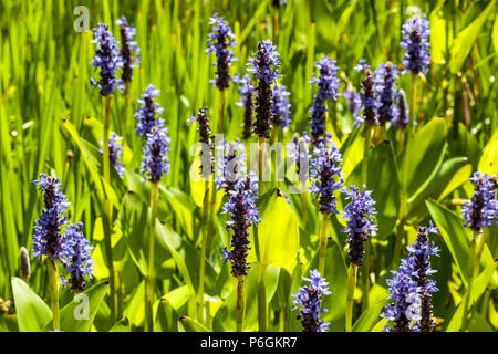 Pontederia cordata Growing in Garden Pond Blue Pickerelweed Blue Pontederia Flowers Summer Moisture Garden June Moist Pickerel Rush Weed Damp Place Stock Photo