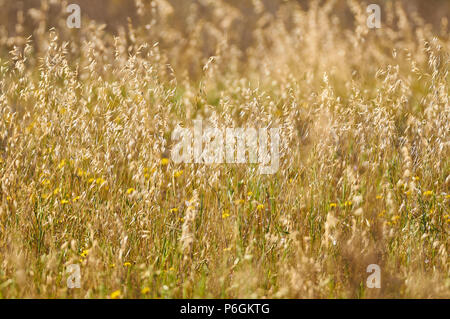 Wild oat grass (Avena sp.) field with blooming flowers in Can Marroig public estate in Ses Salines Natural Park (Formentera, Balearic islands, Spain) Stock Photo
