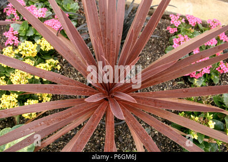 Red Bromeliad plant Stock Photo