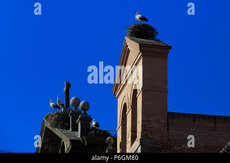 White Storks in it's nest on the rooftop of Parroquia Santa Maria la Mayor rooftop in downtown Alcala de Henares, a historical and charming city near  Stock Photo
