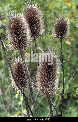 Seeds of dried Teasel Stock Photo