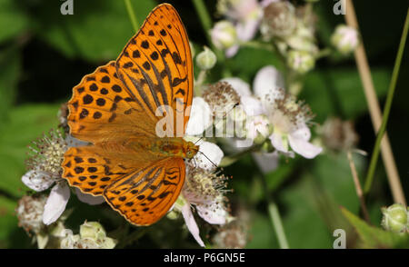 A stunning Silver-washed Fritillary Butterfly (Argynnis paphia) nectaring on a blackberry flower in woodland. Stock Photo