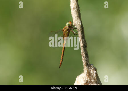 A beautiful Norfolk Hawker Dragonfly (Anaciaeschna isoceles) perching on a bulrush. Stock Photo