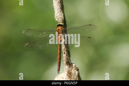 A beautiful Norfolk Hawker Dragonfly (Anaciaeschna isoceles) perching on a bulrush. Stock Photo