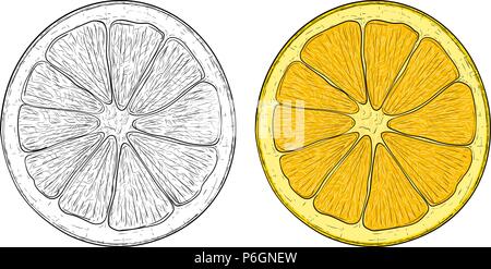 Orange slice. Black and white and colored hand drawn sketch Stock Vector