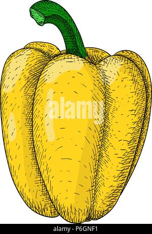 Yellow bell pepper. Hand drawn sketch Stock Vector