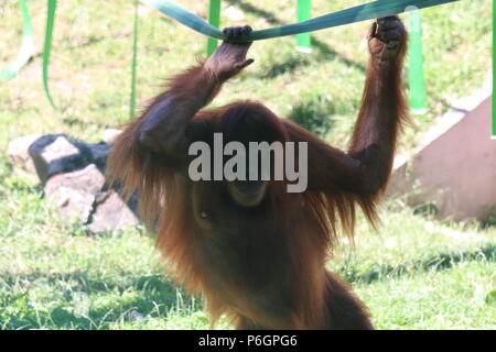 Orangutan family Stock Photo