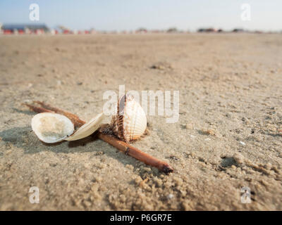 A wide-angle close-up of an unfolded empty scallop (Pectinidae) and an open ray-clam shell (Mactra stultorum) on a reed piece on the East Frisian Nort Stock Photo