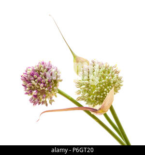 Flora of Gran Canaria -  Allium ampeloprasum, wild leek isolated on white Stock Photo