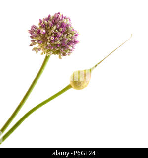 Flora of Gran Canaria -  Allium ampeloprasum, wild leek unopened inflorescence  isolated on white Stock Photo