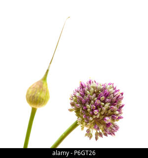 Flora of Gran Canaria -  Allium ampeloprasum, wild leek unopened inflorescence  isolated on white Stock Photo