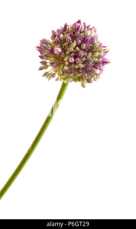 Flora of Gran Canaria -  Allium ampeloprasum, wild leek isolated on white Stock Photo