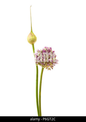 Flora of Gran Canaria -  Allium ampeloprasum, wild leek isolated on white Stock Photo