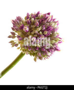 Flora of Gran Canaria -  Allium ampeloprasum, wild leek isolated on white Stock Photo