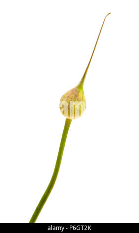 Flora of Gran Canaria -  Allium ampeloprasum, wild leek unopened inflorescence  isolated on white Stock Photo