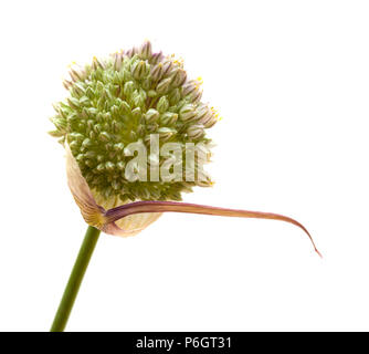 Flora of Gran Canaria -  Allium ampeloprasum, wild leek isolated on white Stock Photo