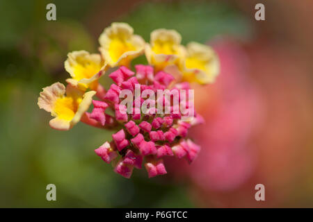 red and yellow Lantana camara flowers floral macro background Stock Photo