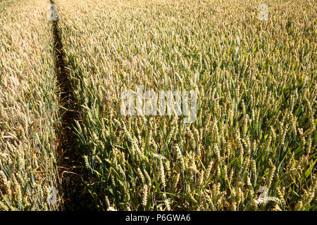 Germany, cornfield, wheat.  Deutschland, Weizenfeld. Stock Photo