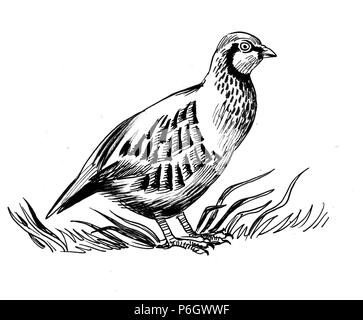 Partridge hen in the grass. Ink black and white illustration Stock Photo