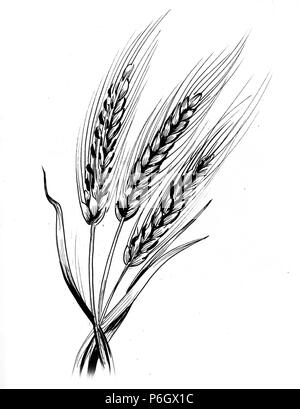 Premium Photo | A drawing of a wheat plant with the word wheat on it.