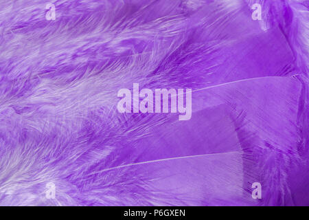 Bright violet fluffy plumage texture background. Lot of vivid gentle bird feathers. Close up macro Stock Photo