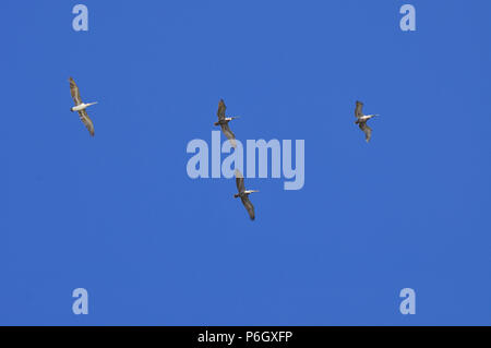Four Pelicans flying against a Blue Sky Stock Photo